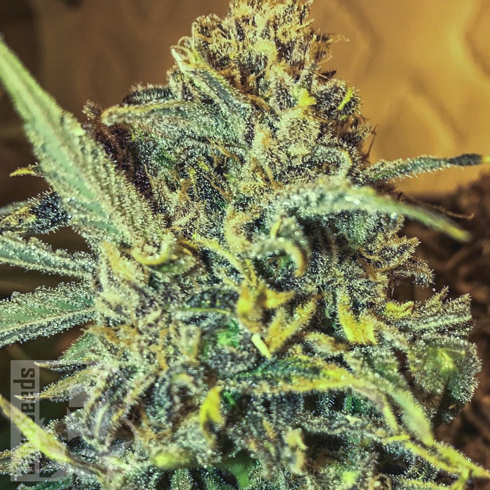 Семена  Thinker feminised Ganja Seeds