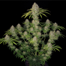 Семена марихуаны  Spaceman Skunk feminised Ganja Seeds