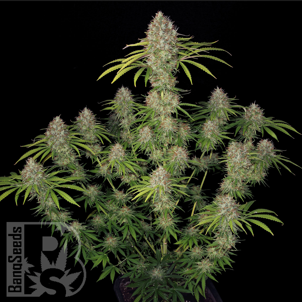 Семена марихуаны  Spaceman Skunk feminised Ganja Seeds