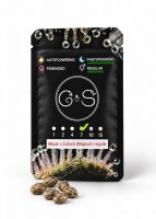 Mazar x Euforia (Magicon) regular Ganja Seeds