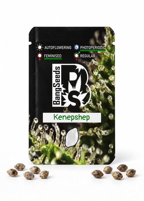 Семена марихуаны  Kenepshep feminised Bang Seeds