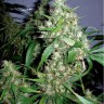 Семена марихуаны  Kenepshep feminised Bang Seeds
