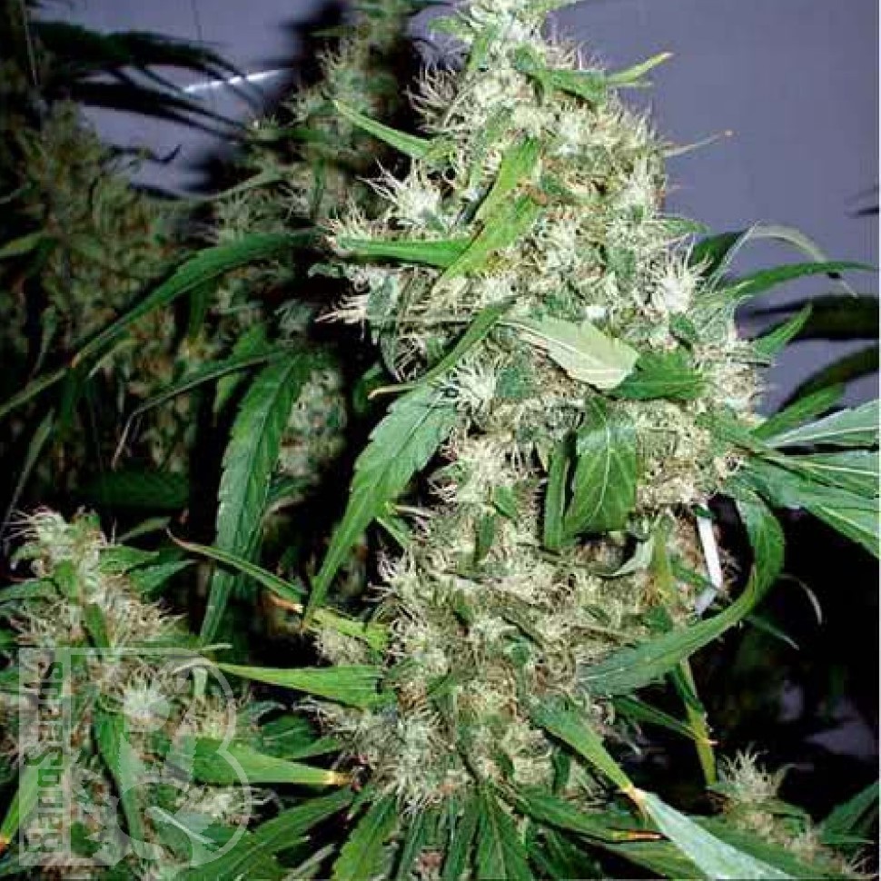 Семена марихуаны  Kenepshep feminised Bang Seeds
