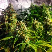 Grapefruit CBD feminised Ganja Seeds