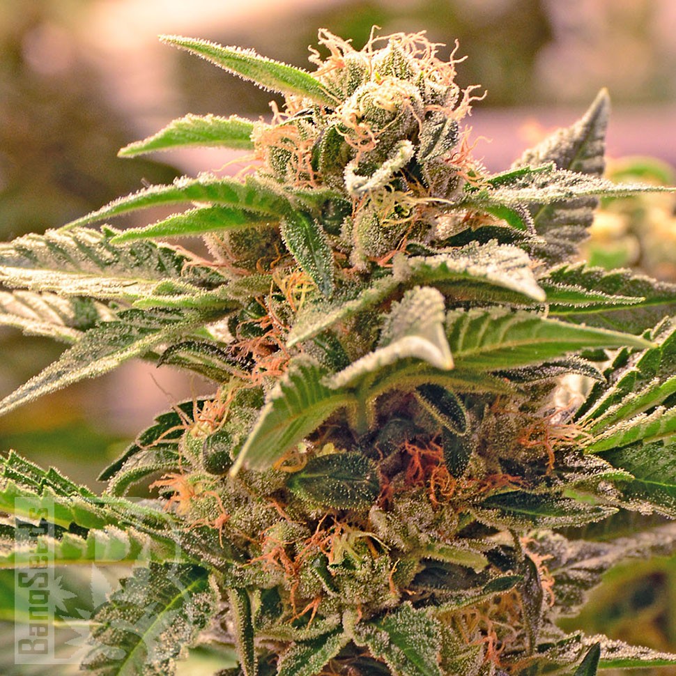 Семена  Grapefruit CBD feminised Ganja Seeds