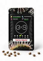 Auto Santa regular Ganja Seeds