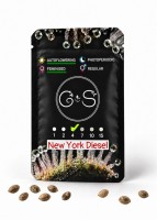 Auto New York Diesel feminised Ganja Seeds