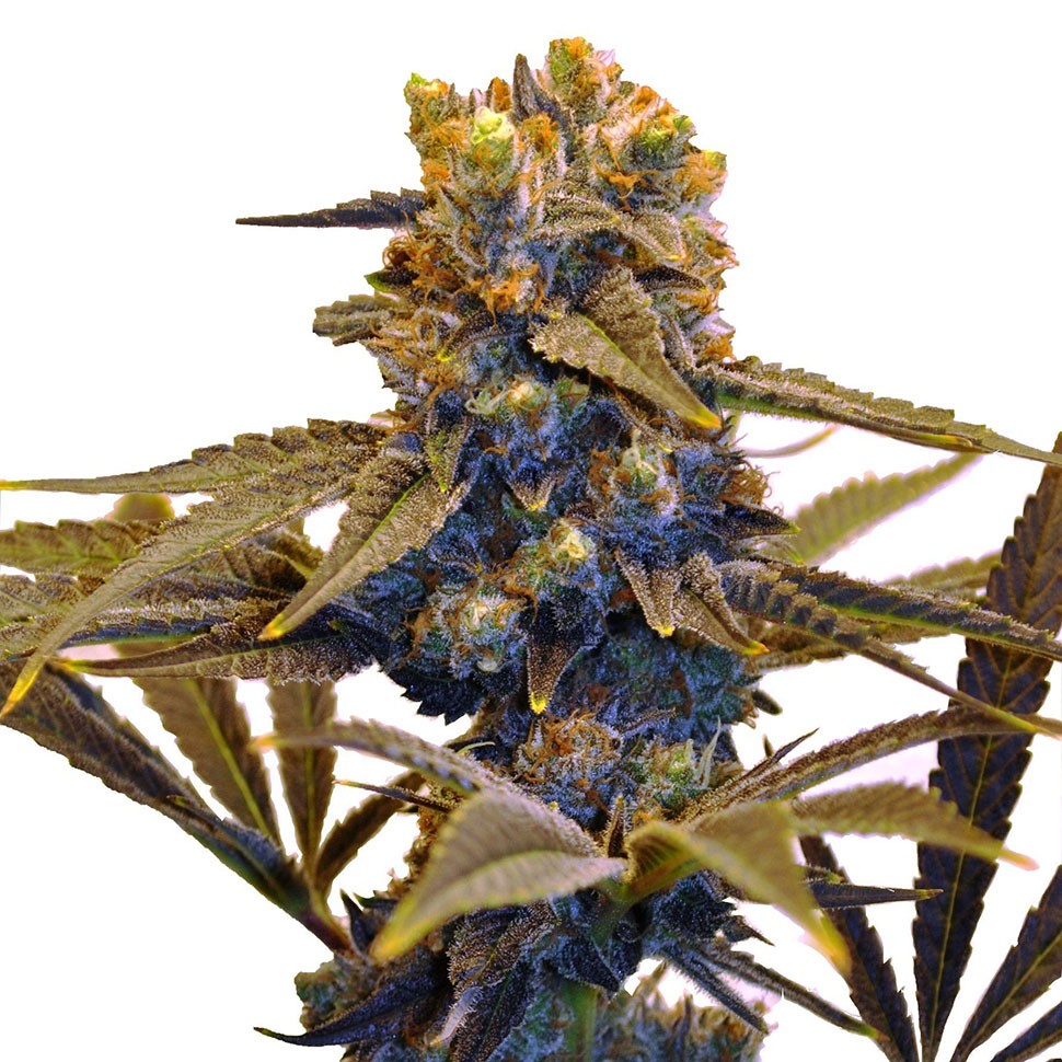 Семена Auto New York Diesel feminised Ganja Seeds