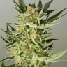 Семена  Auto Baiterek feminised Bang Seeds