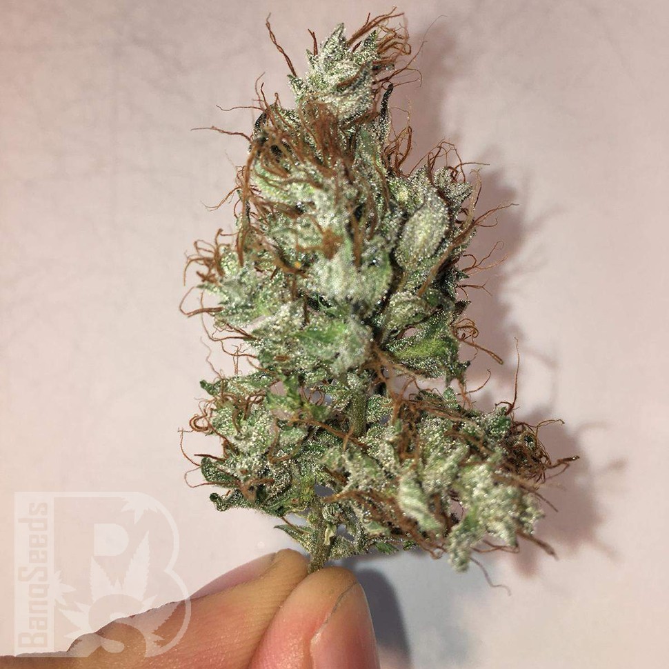 Семена каннабиса Auto Jack x White Widow feminised Ganja Seeds