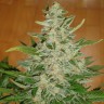 где можно заказать семена конопли Auto Moby Dick regular