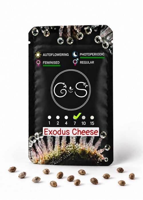 Семена ганжа  Exodus Cheese feminised Ganja Seeds