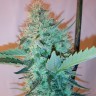 Hashberry feminised Ganja Seeds