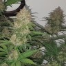 Семена  Auto Balkhash feminised Bang Seeds