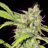 Семена  Auto Balkhash feminised Bang Seeds