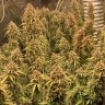 Семена каннабиса  Khan-Shatyr feminised Bang Seeds