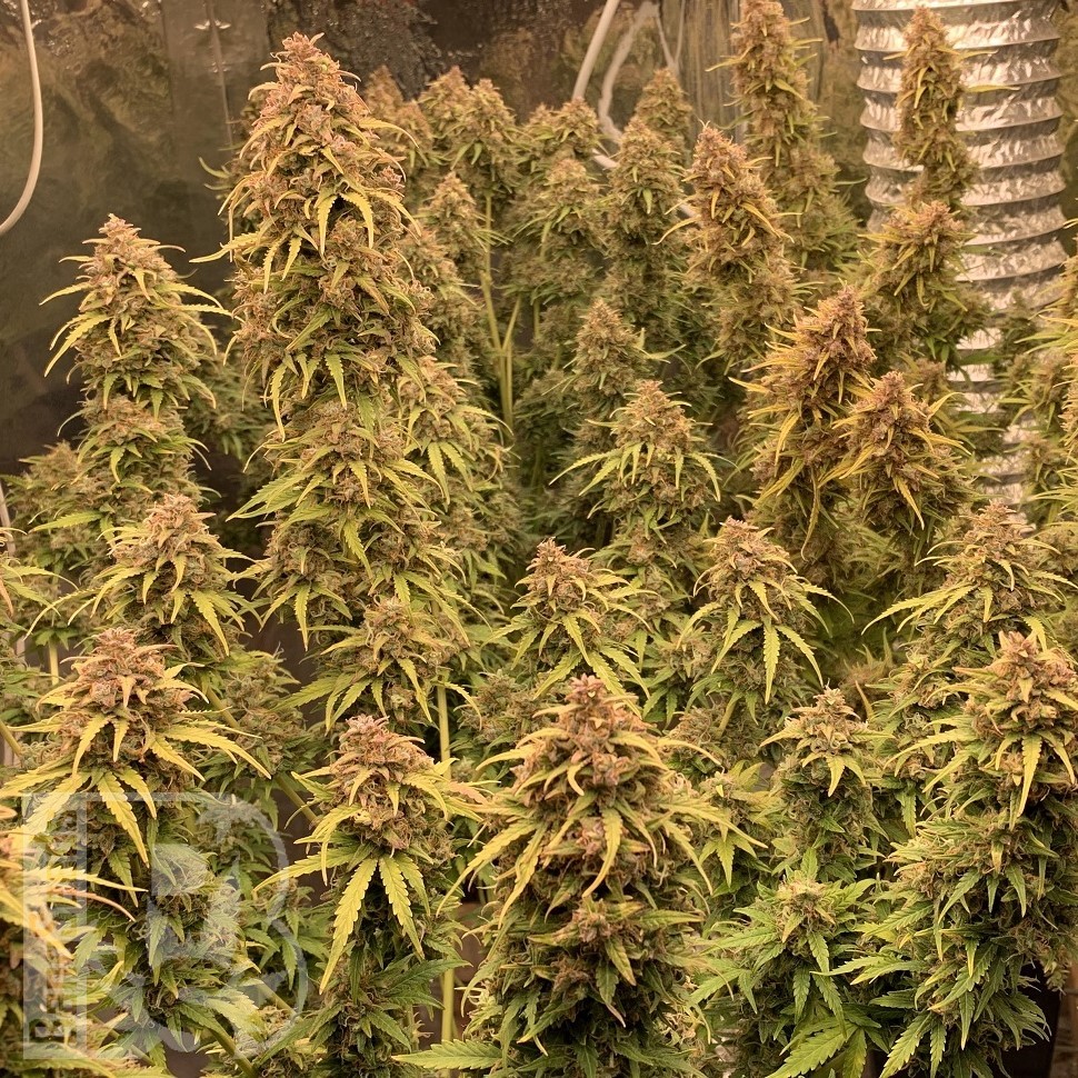Семена каннабиса  Khan-Shatyr feminised Bang Seeds