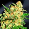 Семена марихуаны  Bruce Banner feminised Ganja Seeds