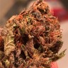Семена марихуаны  Bruce Banner feminised Ganja Seeds