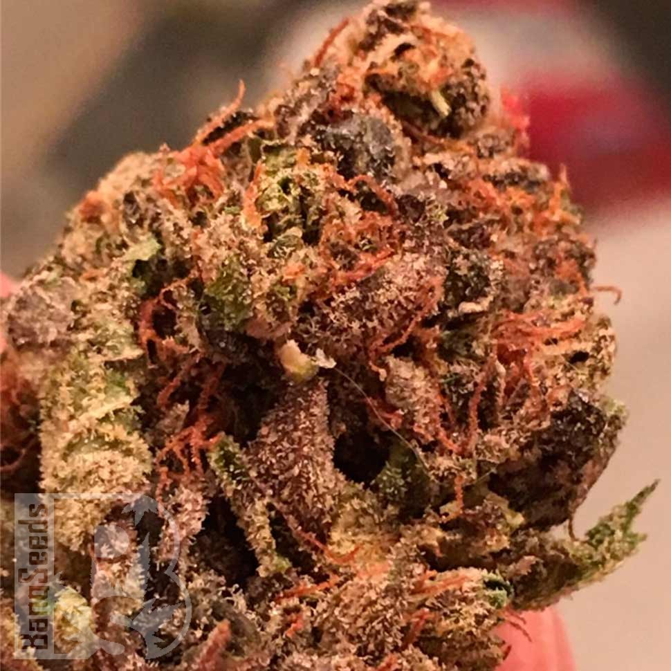 Семена марихуаны  Bruce Banner feminised Ganja Seeds