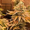 Семена марихуаны  Bruce Banner feminised Ganja Seeds