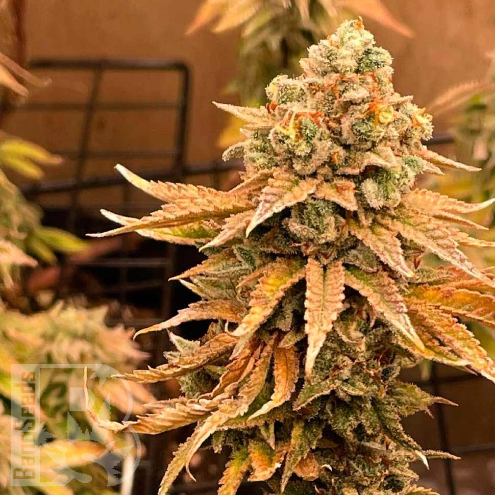 Семена марихуаны  Bruce Banner feminised Ganja Seeds