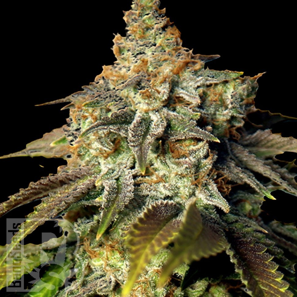 Семена марихуаны  Bruce Banner feminised Ganja Seeds