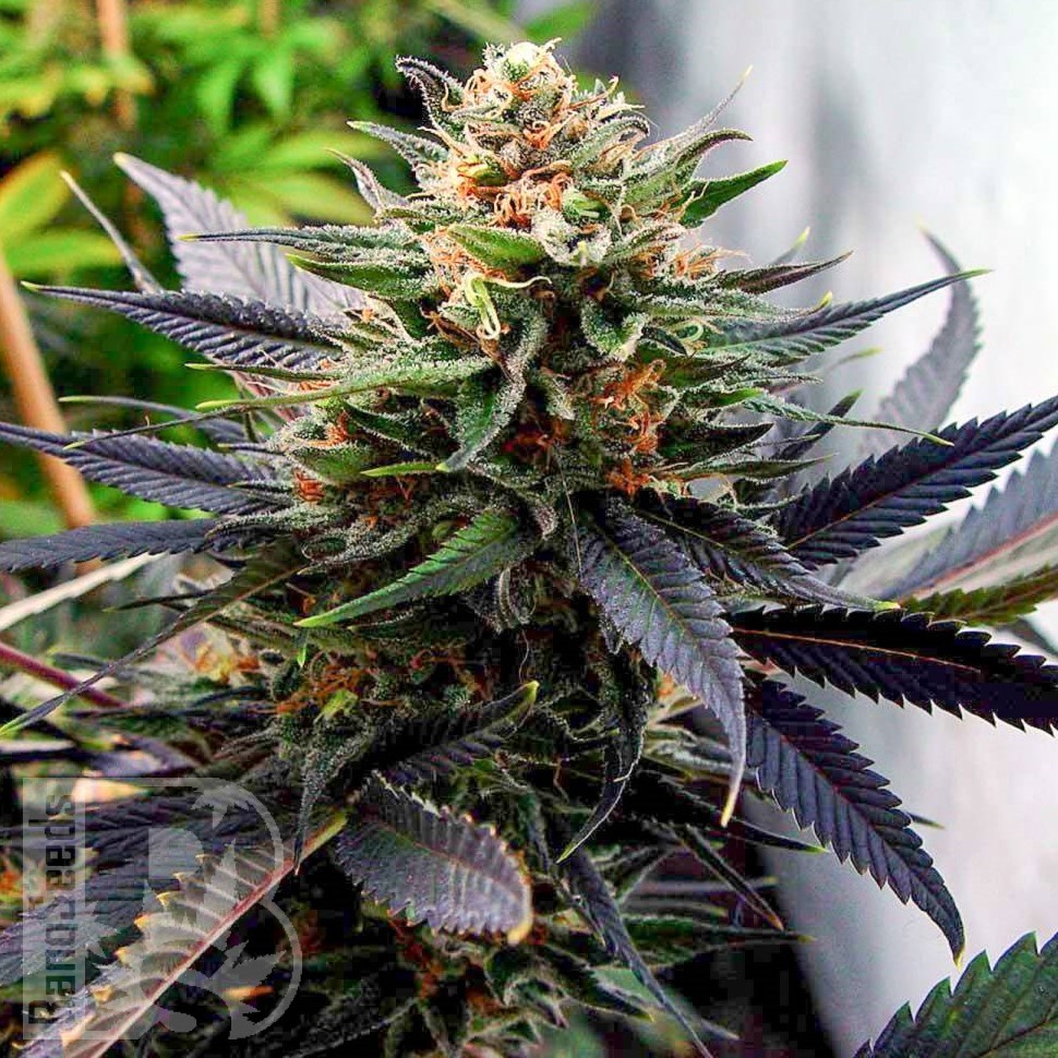 Семена ганжа  Hawai feminised Ganja Seeds
