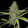 Семена ганжа  Hawai feminised Ganja Seeds