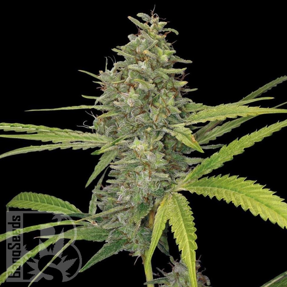 Семена ганжа  Hawai feminised Ganja Seeds