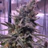 Семена ганжа  Hawai feminised Ganja Seeds