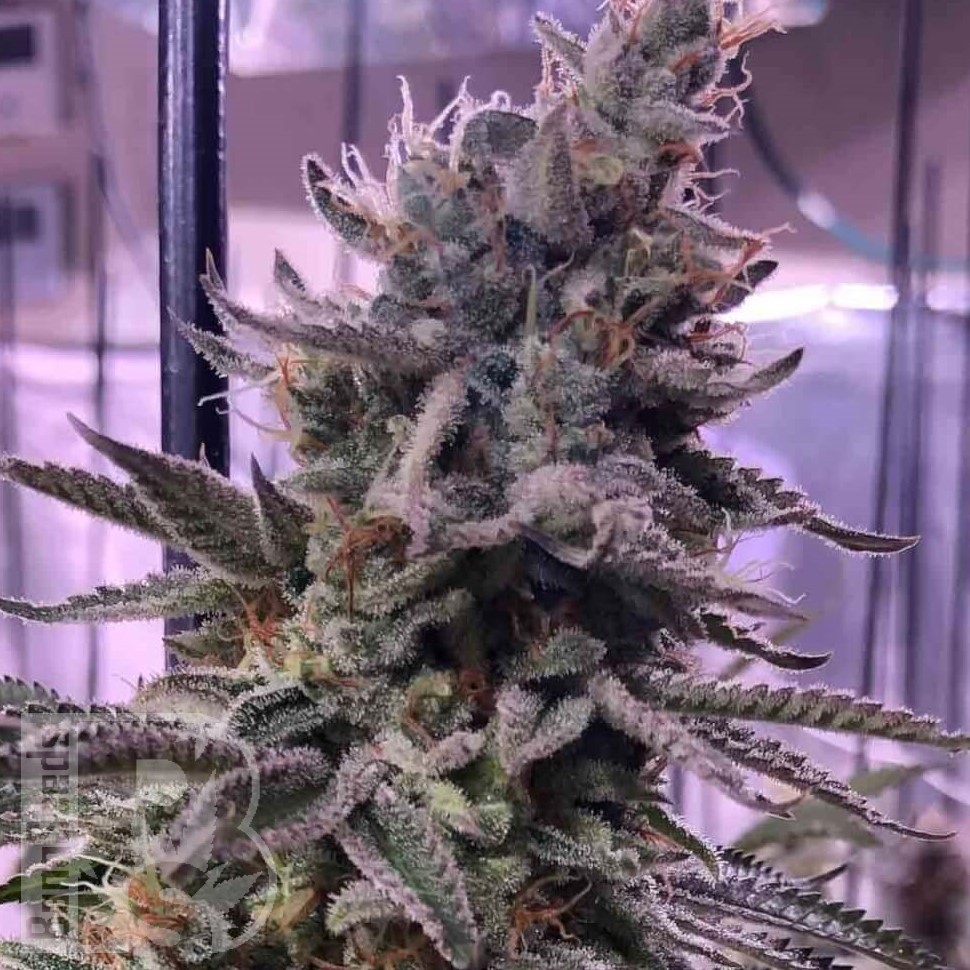 Семена ганжа  Hawai feminised Ganja Seeds