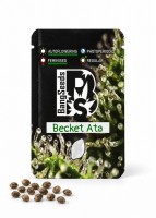 Auto Becket Ata feminised Bang Seeds