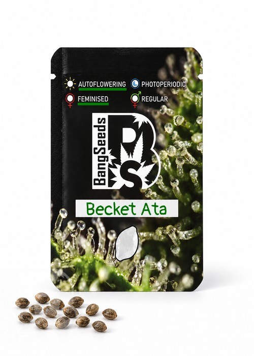 Семена конопли  Auto Becket Ata feminised Bang Seeds