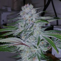 Auto Becket Ata feminised Bang Seeds