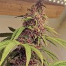 Семена ганжа  Kun feminised Bang Seeds