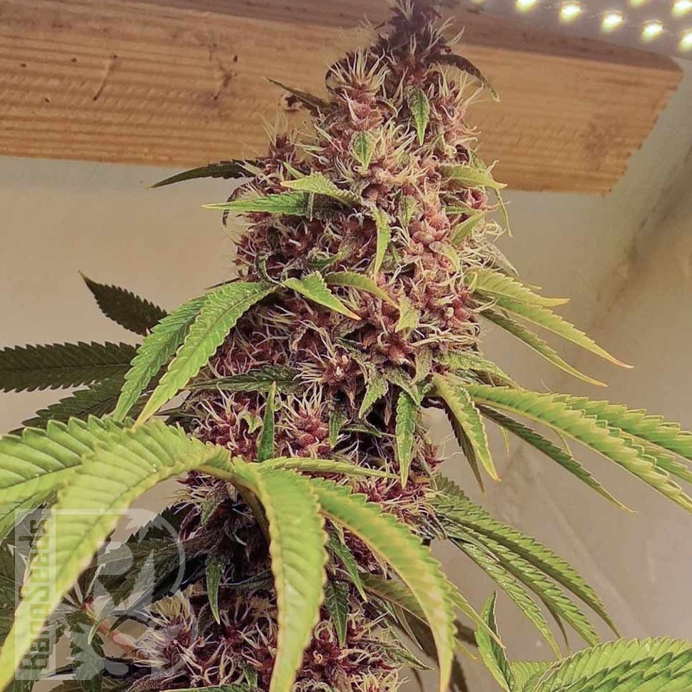 Семена ганжа  Kun feminised Bang Seeds