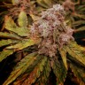 Семена ганжа  Kun feminised Bang Seeds