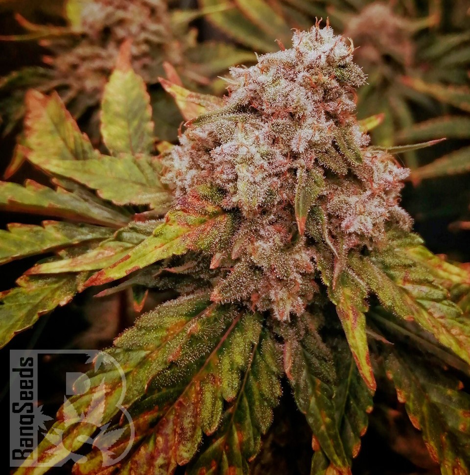 Семена ганжа  Kun feminised Bang Seeds
