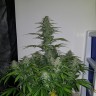 Семена  Auto Lemon Haze feminised Ganja Seeds