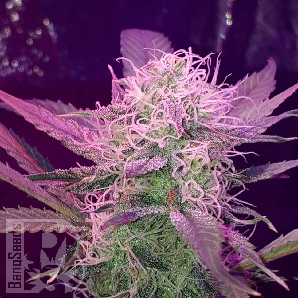 Семена  Auto Lemon Haze feminised Ganja Seeds