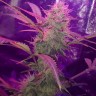 Семена  Auto Lemon Haze feminised Ganja Seeds