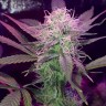 Семена  Auto Lemon Haze feminised Ganja Seeds