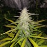 Семена  Auto Lemon Haze feminised Ganja Seeds