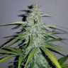 Семена  Auto Lemon Haze feminised Ganja Seeds