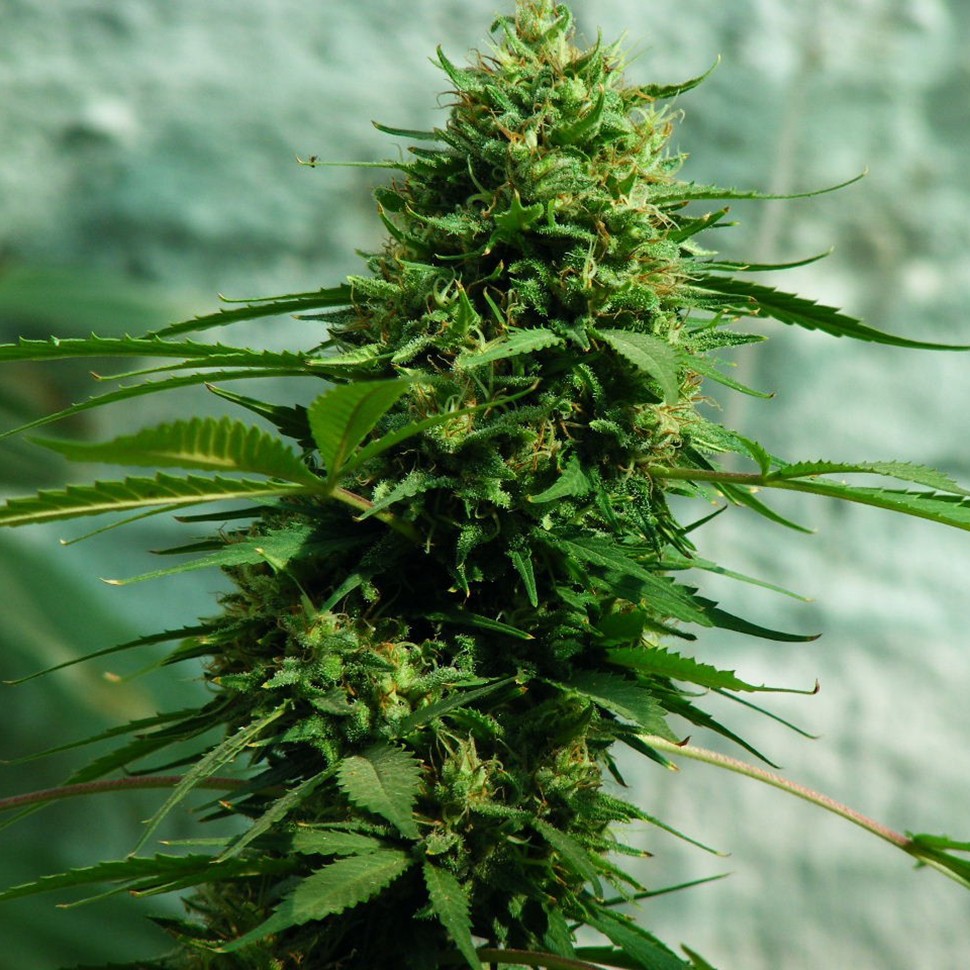 Семена каннабиса  Jack Herer feminised Ganja Seeds