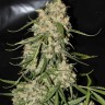 Mountain Kush feminised Ganja Seeds