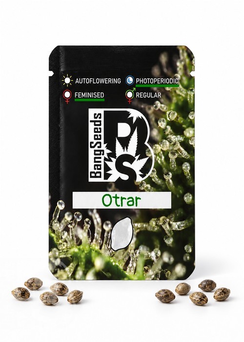 Семена марихуаны  Otrar feminised Bang Seeds