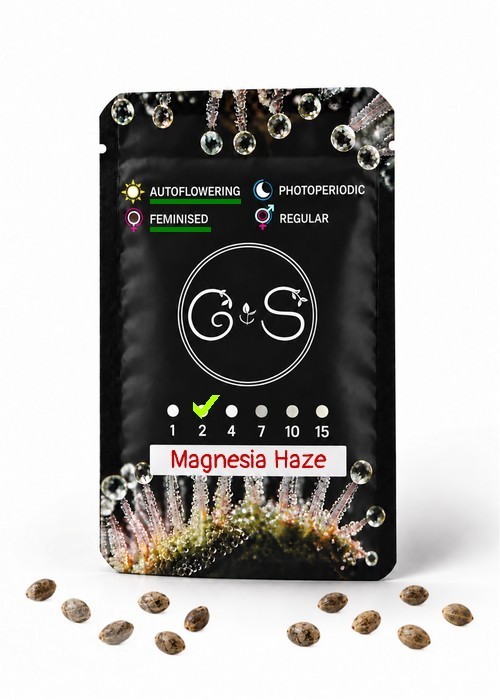 Семена конопли  Auto Magnesia Haze feminised Ganja Seeds