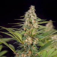 Auto Doctor's Choice feminised Ganja Seeds